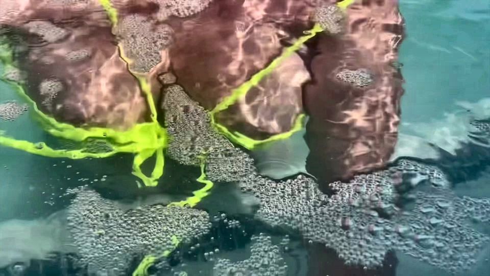 Artemisia Love flashing her juicy big tits underwater for you wearing a sexy bikini